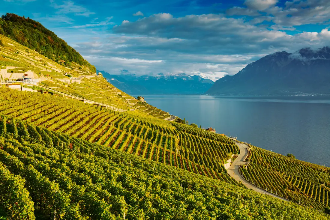 Vignobles en terrasses au-dessus du lac Léman